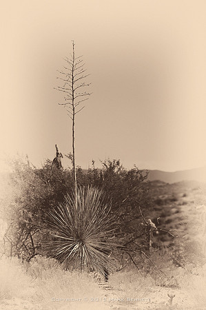 sentinel 007 faded yucca