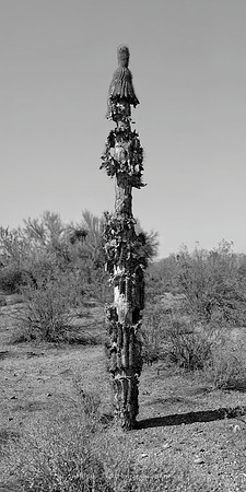 sentinel 051 saguaro