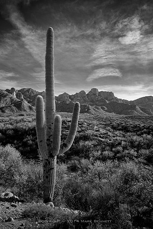 sentinel 041 saguaro