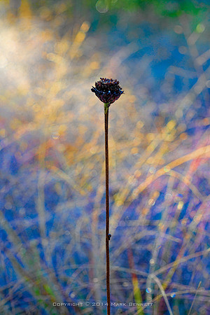 sentinel 058 flower core