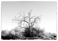 sentinel 071 tree skeleton dove