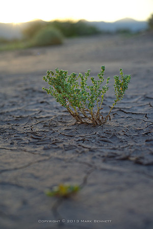 sentinel 025 weed crack