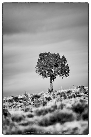 sentinel 022 lonely cedar