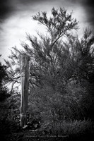 sentinel 070 saguaro skeleton