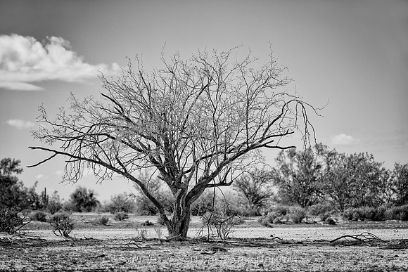 sentinel 045 barren mesquite