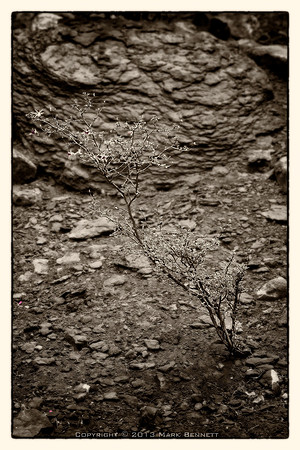 sentinel 019 rugged