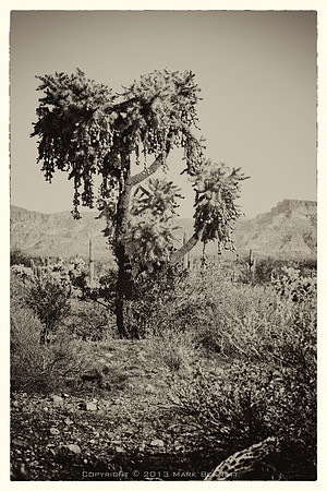 sentinel 031 cholla
