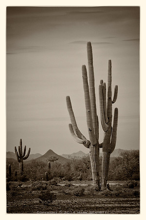 sentinel 043 saguaro split