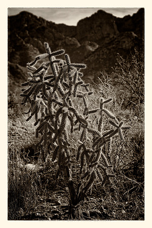 sentinel 040 cholla