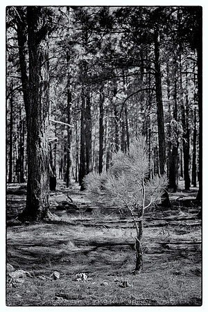 sentinel 017 sapling