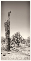 sentinel 082 saguaro