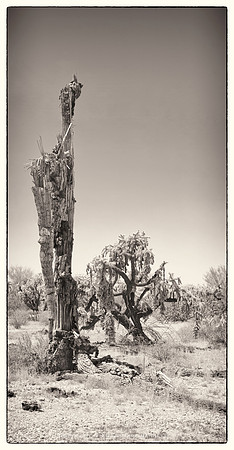 sentinel 082 saguaro