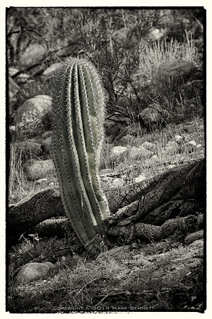 sentinel 042 saguaro leaned on