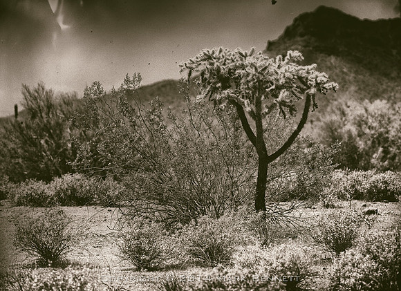 sentinel 047 cholla