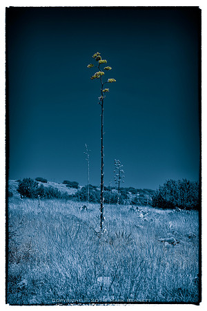 sentinel 056 agave