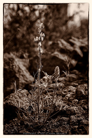 sentinel 014 lupine