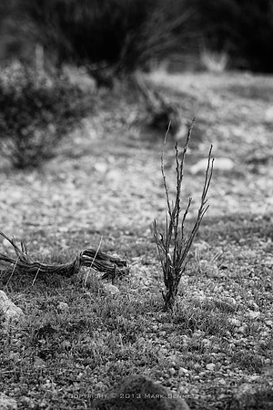 sentinel 035 shrub skeleton