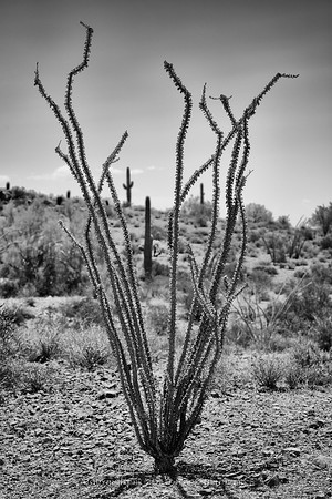 sentinel 024 ocotillo