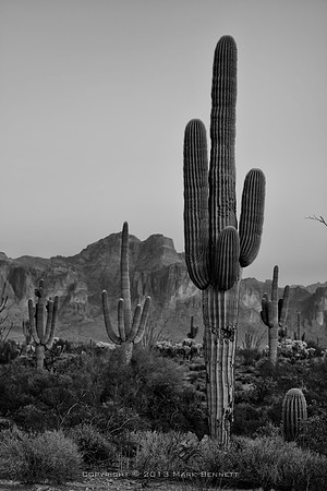 sentinel 034 saguaro
