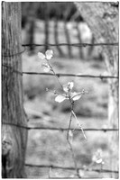 sentinel 073 leaf through fence