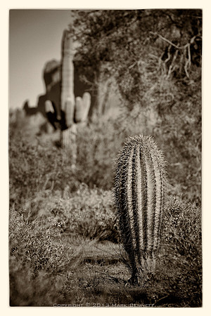 sentinel 038 saguaro young