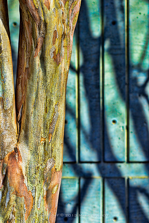 tree bark Buckhead 20130321 07dxz