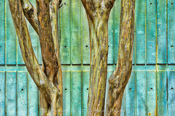tree bark Buckhead 20130320 16dxz