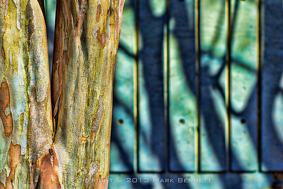 tree bark Buckhead 20130321 05dxz