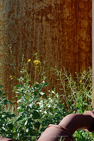 flower rust 20130310 1x