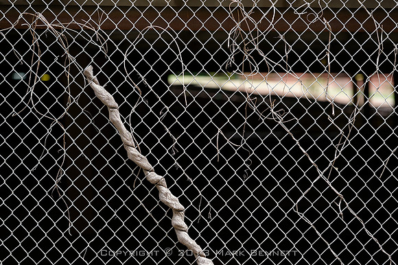 fence dead vine Buckhead 20130320 30dx