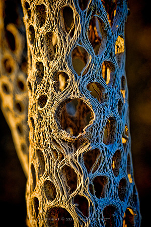 prickly thing 023