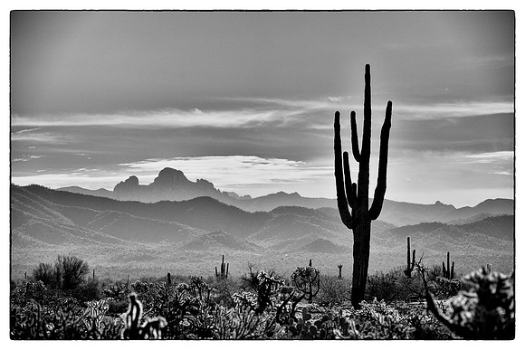 sentinel 026 saguaro US60 3k