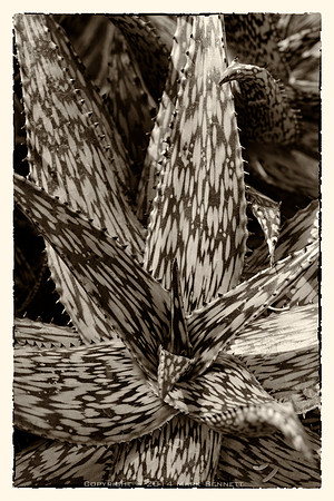 prickly thing 035