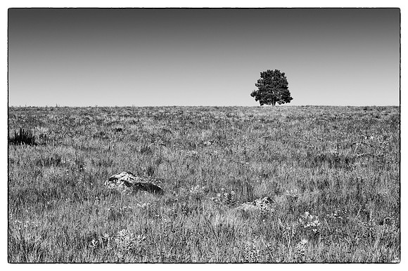 lone tree field Mormon Lake 20120915 0608gs