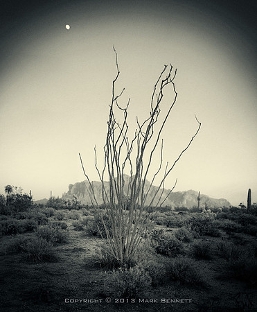 ocotillo Superstitions pano 20131213 00gs